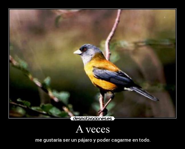 A veces - me gustaría ser un pájaro y poder cagarme en todo.