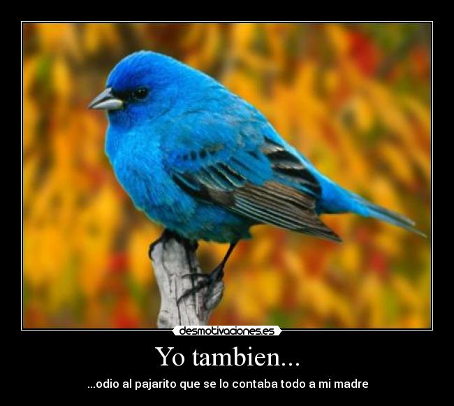carteles pajaro chiste desmotivaciones