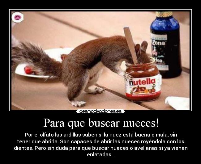 Para que buscar nueces! -