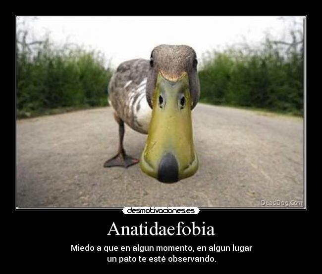 carteles anatidaefobia pato observar fobias miedo desmotivaciones