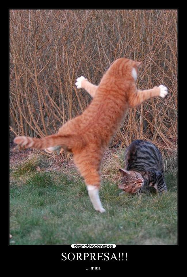 SORPRESA!!! - ....miau