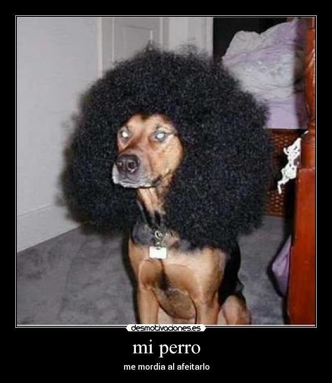 mi perro - me mordia al afeitarlo