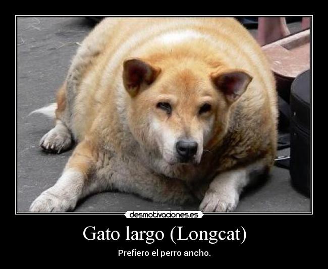 Gato largo (Longcat) - Prefiero el perro ancho.