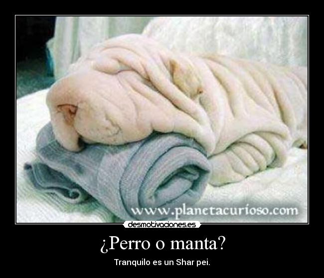 ¿Perro o manta? - Tranquilo es un Shar pei.