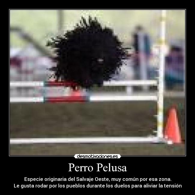 Perro Pelusa -