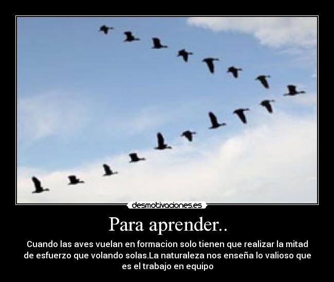 Para aprender.. - Cuando las aves vuelan en formacion solo tienen que realizar la mitad
de esfuerzo que volando solas.La naturaleza nos enseña lo valioso que
es el trabajo en equipo