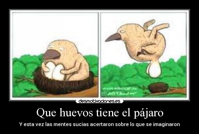 Que huevos tiene el pájaro -