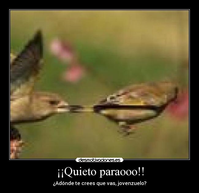 ¡¡Quieto paraooo!! - 