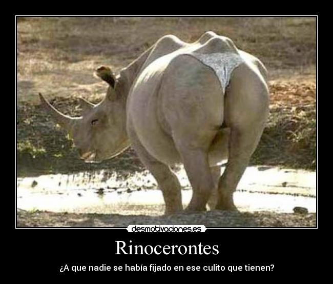 Rinocerontes - ¿A que nadie se había fijado en ese culito que tienen?