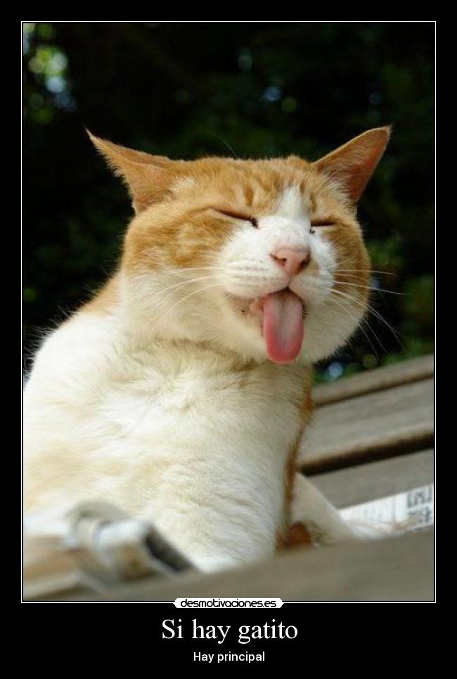 Si hay gatito - Hay principal
