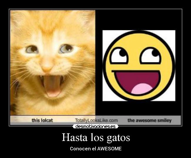 carteles gatos awesome gatos lol desmotivaciones