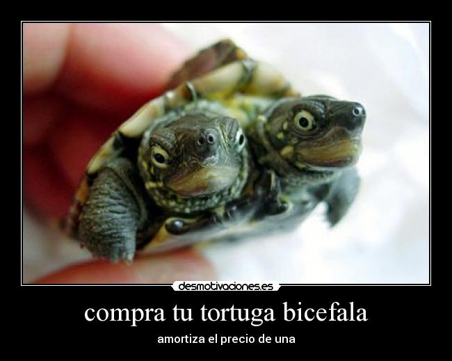 compra tu tortuga bicefala -