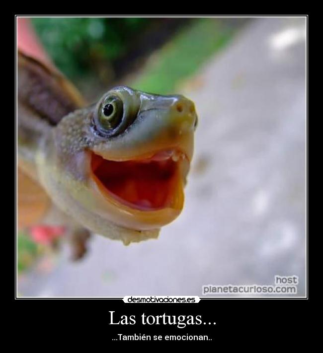 Las tortugas... - 