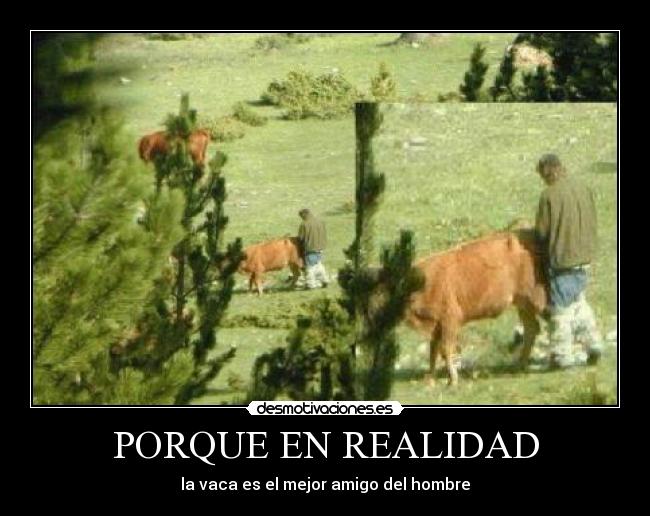 PORQUE EN REALIDAD - la vaca es el mejor amigo del hombre