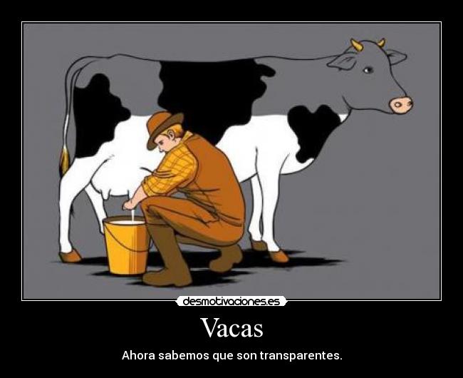Vacas - Ahora sabemos que son transparentes.