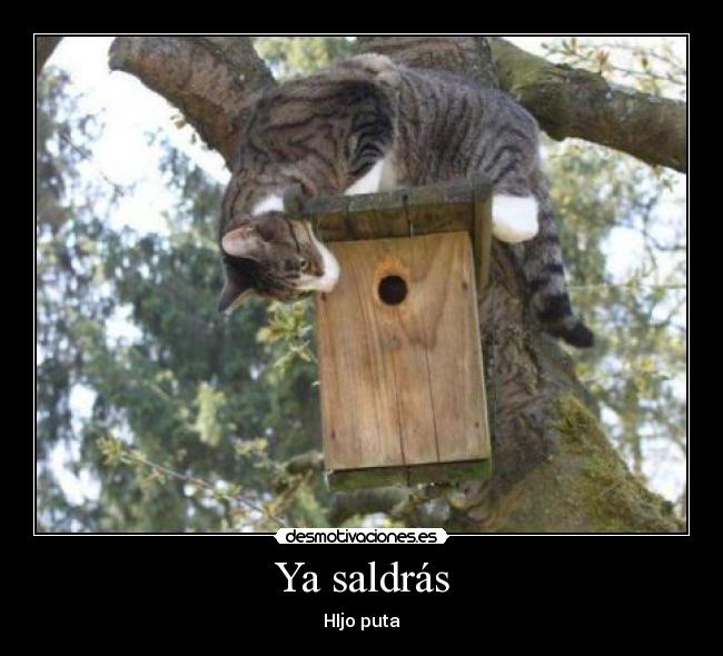 Ya saldrás -