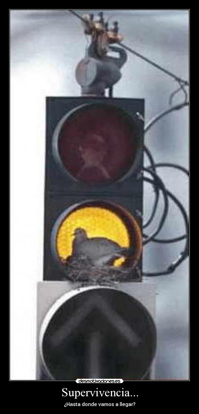 Supervivencia... - ¿Hasta donde vamos a llegar?