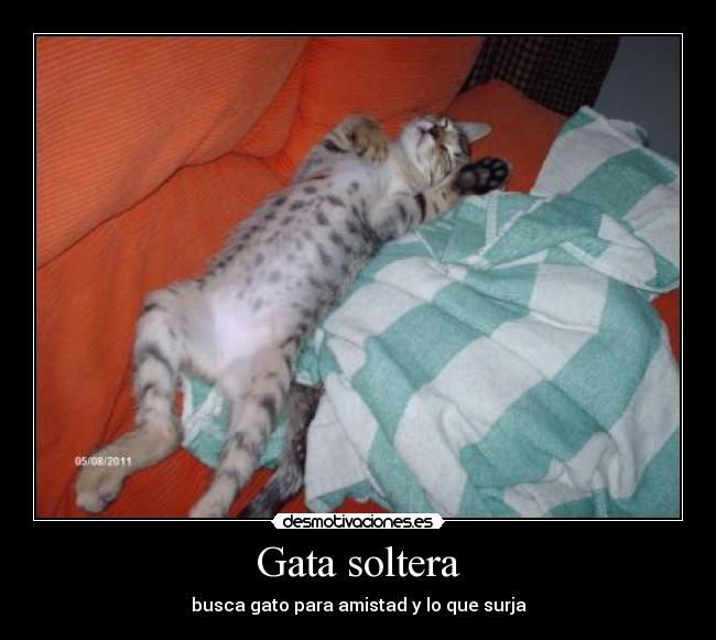 carteles gato desmotivaciones