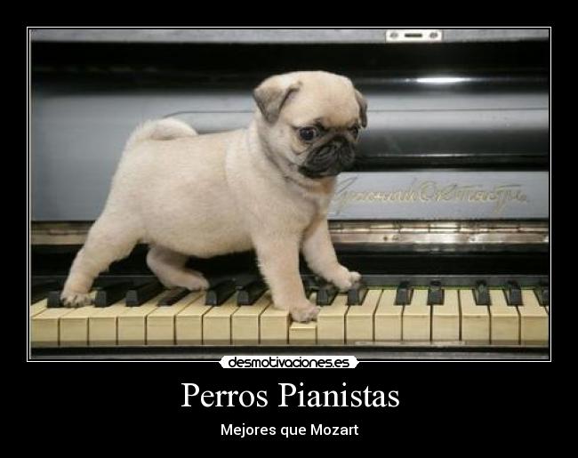 Perros Pianistas - Mejores que Mozart