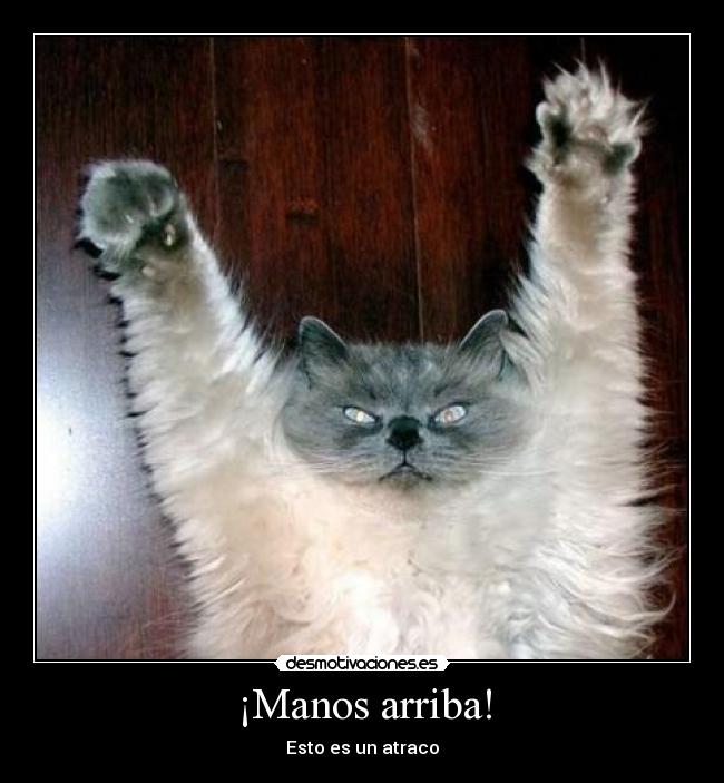 carteles gatos desmotivaciones