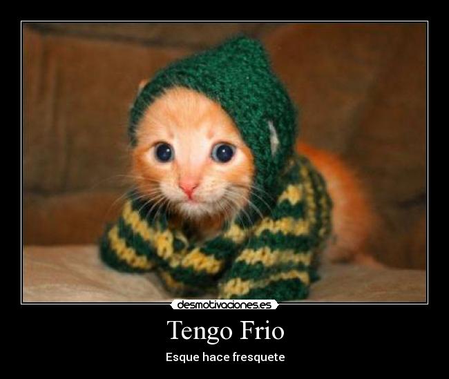 carteles gato con frio desmotivaciones