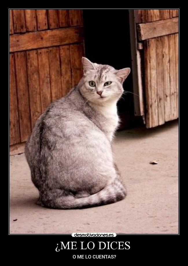 ¿ME LO DICES  - 