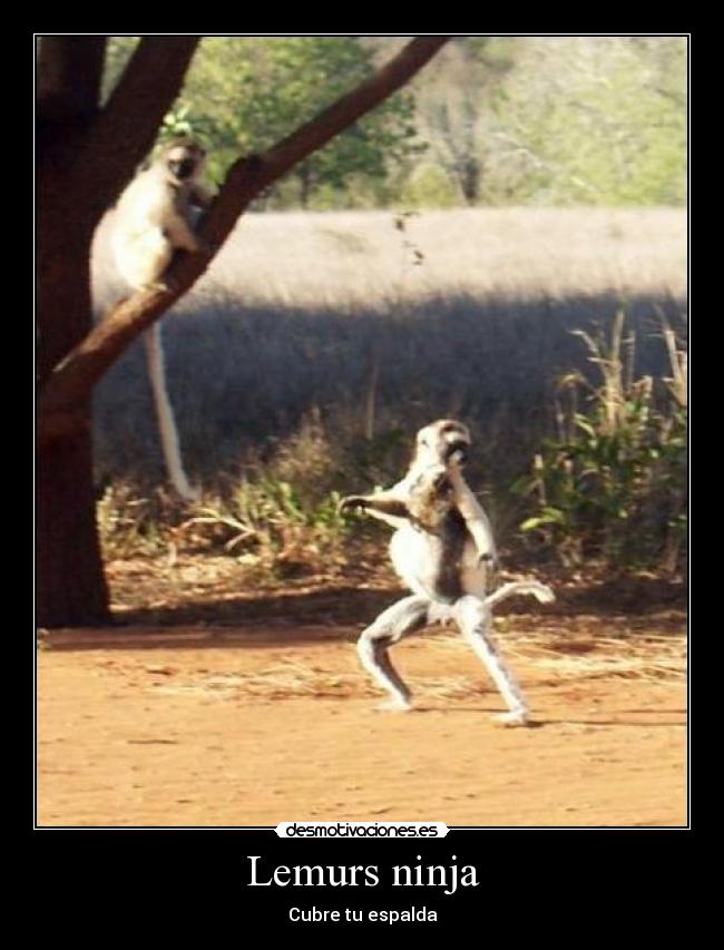 Lemurs ninja -