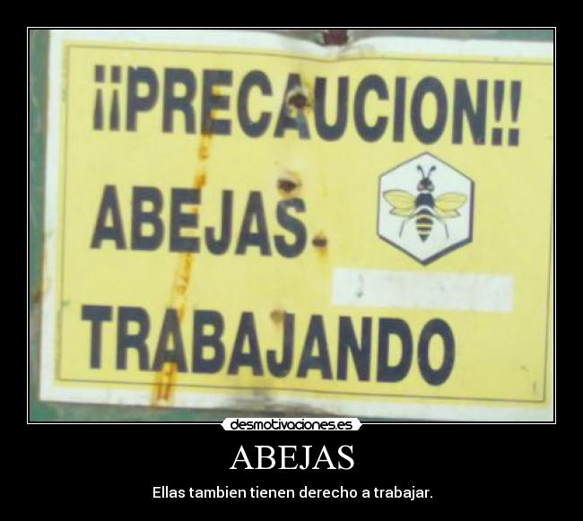 ABEJAS - Ellas tambien tienen derecho a trabajar.