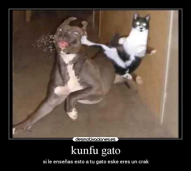 carteles kunfu gato desmotivaciones