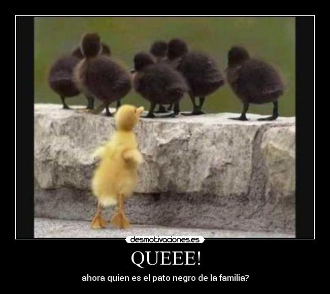 QUEEE! - ahora quien es el pato negro de la familia?