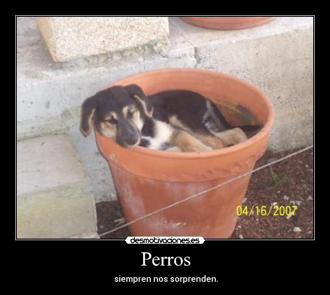 Perros -