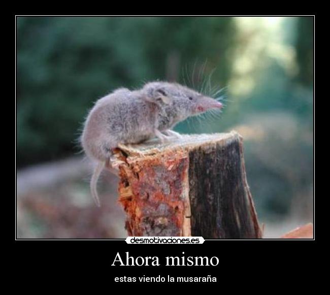 Ahora mismo - estas viendo la musaraña