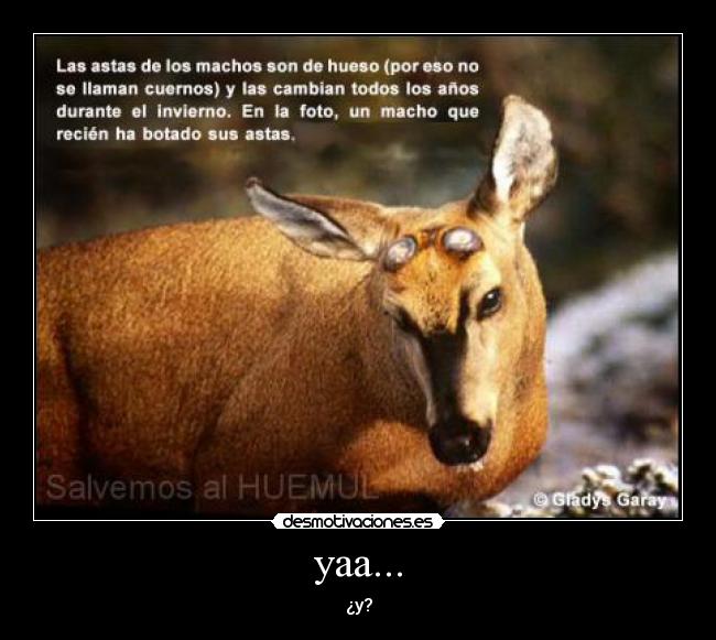 yaa... - ¿y?