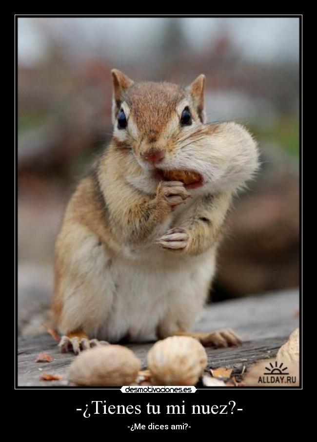 -¿Tienes tu mi nuez?- - -¿Me dices ami?-