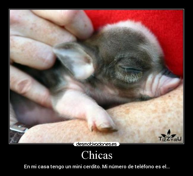 Chicas - En mi casa tengo un mini cerdito. Mi número de teléfono es el...