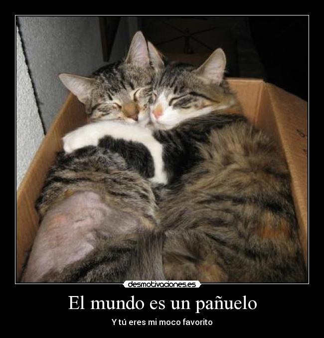 carteles mundo gatosabrazo amor desmotivaciones