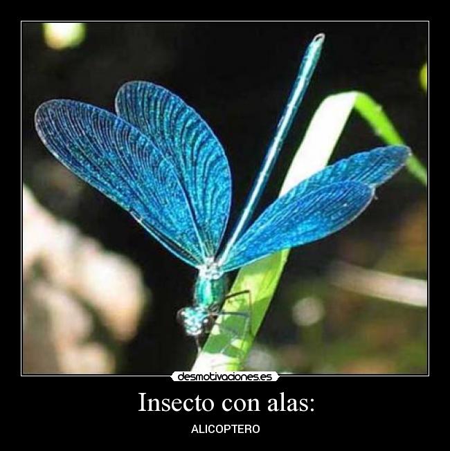 Insecto con alas: -