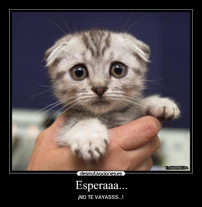 Esperaaa... - ¡NO TE VAYASSS...! 