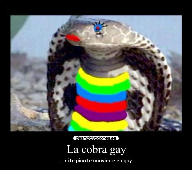 La cobra gay - ... si te pica te convierte en gay