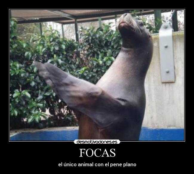 FOCAS - el único animal con el pene plano
