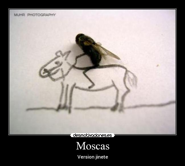 Moscas - Version jinete
