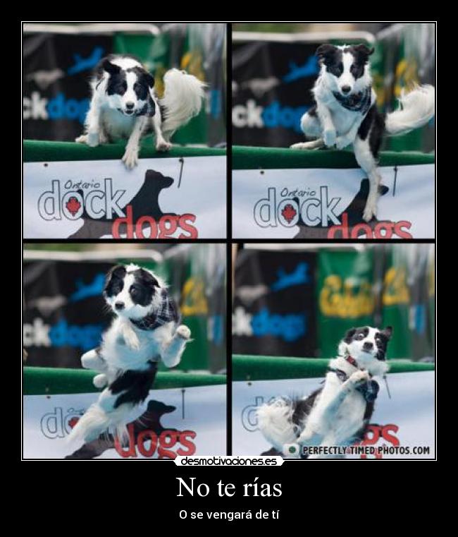 carteles wtf dog caida desmotivaciones