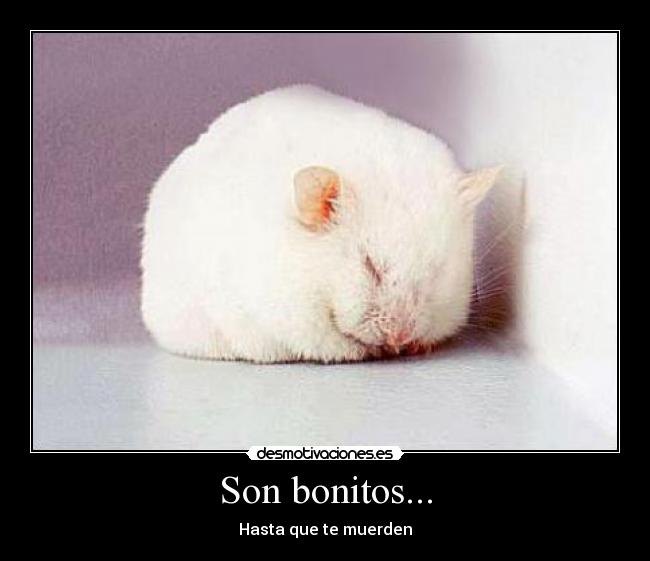 Son bonitos... - Hasta que te muerden