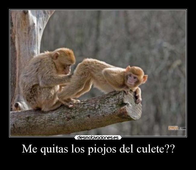 Me quitas los piojos del culete?? - 