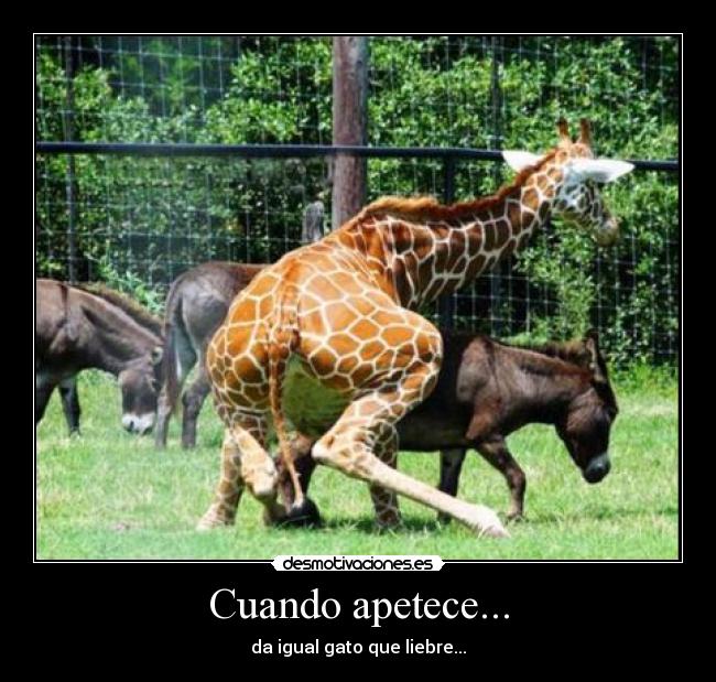 carteles girafa burro sexo gnac12 desmotivaciones