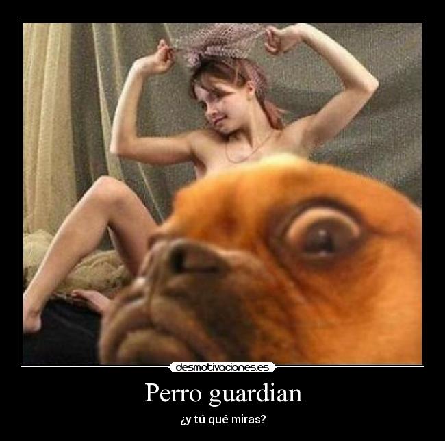 Perro guardian -