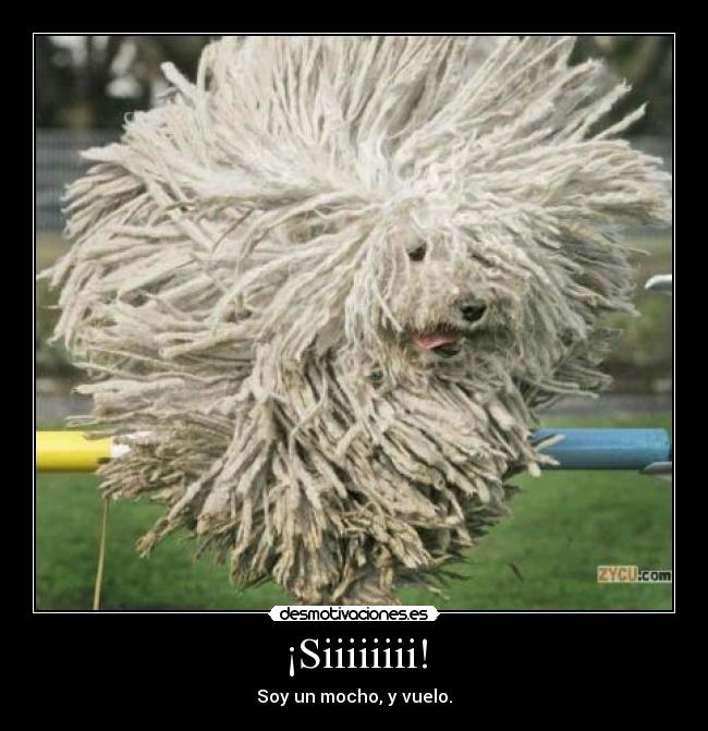 ¡Siiiiiiii! - Soy un mocho, y vuelo.