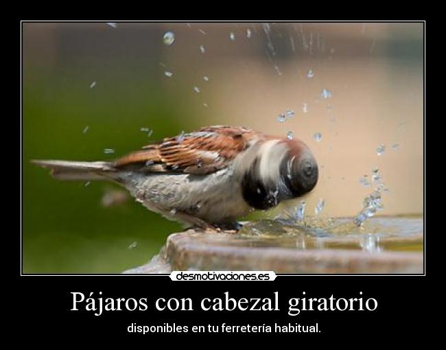 Pájaros con cabezal giratorio -