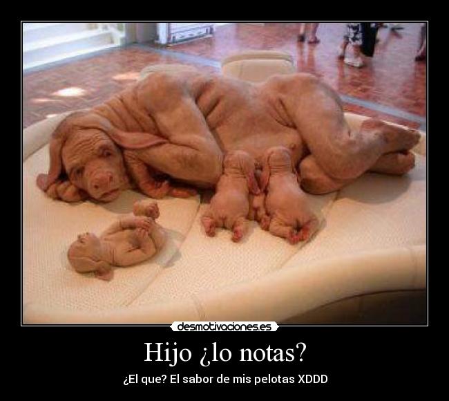 Hijo ¿lo notas? - ¿El que? El sabor de mis pelotas XDDD