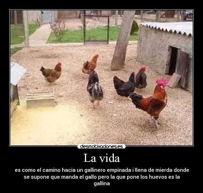 La vida - es como el camino hacia un gallinero empinada i llena de mierda donde
se supone que manda el gallo pero la que pone los huevos es la
gallina